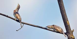 Attēlu rezultāti vaicājumam “Jynx torquilla adult”