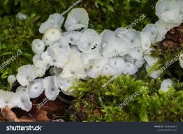 Attēlu rezultāti vaicājumam “Delicatula integrella”