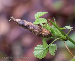 Attēlu rezultāti vaicājumam “Diastrophus rubi”