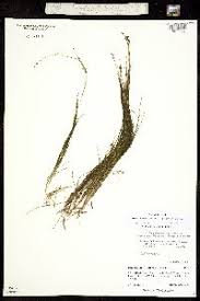 Attēlu rezultāti vaicājumam “Stuckenia filiformis flower”