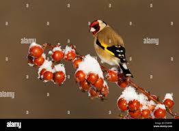 Attēlu rezultāti vaicājumam “Carduelis carduelis adult”