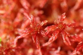 Attēlu rezultāti vaicājumam “Sphagnum warnstorfii”