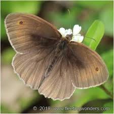 Attēlu rezultāti vaicājumam “Maniola jurtina male”