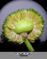 Attēlu rezultāti vaicājumam “Sagittaria sagittifolia fruit”