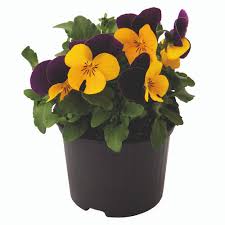 Image result for Viola cornuta