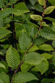 Attēlu rezultāti vaicājumam “Carpinus betulus”