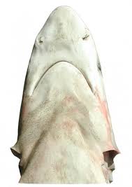 Image result for Carcharhinus brevipinna