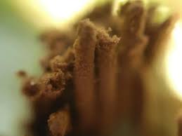 Attēlu rezultāti vaicājumam “Stemonitis marjana macro”