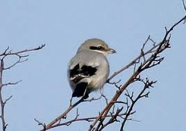 Attēlu rezultāti vaicājumam “Laniidae”