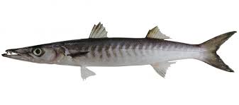 Image result for Sphyraena barracuda