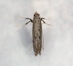 Attēlu rezultāti vaicājumam “Parornix anglicella”