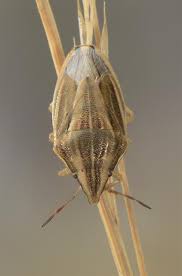 Attēlu rezultāti vaicājumam “Aelia acuminata”