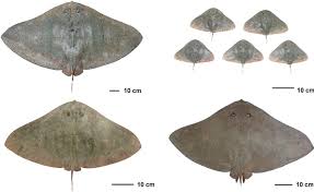 Image result for Gymnura micrura