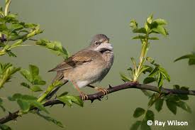 Attēlu rezultāti vaicājumam “Sylvia communis adult”