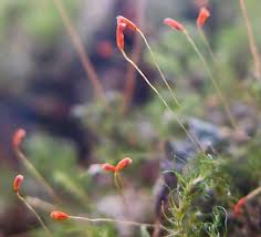 Attēlu rezultāti vaicājumam “Dicranella staphylina macro”