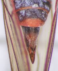 Attēlu rezultāti vaicājumam “Psylla alni”