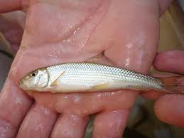 Image result for Moxostoma duquesnei