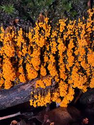 Attēlu rezultāti vaicājumam “Cribraria purpurea stalked”