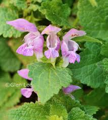 Attēlu rezultāti vaicājumam “Lamium purpureum leaf”