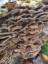 Attēlu rezultāti vaicājumam “Bjerkandera adusta”