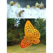 Attēlu rezultāti vaicājumam “Argynnis paphia larva”