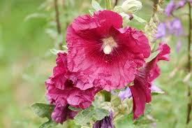 Image result for Malva alcea