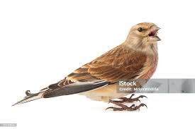 Attēlu rezultāti vaicājumam “Carduelis cannabina male”