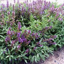 Image result for Salvie