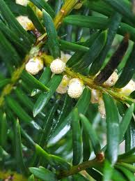 Attēlu rezultāti vaicājumam “Taxus baccata female flower”
