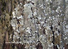Attēlu rezultāti vaicājumam “Parmelina tiliacea”