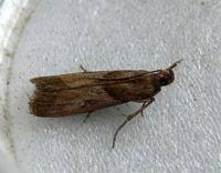 Attēlu rezultāti vaicājumam “Nyctegretis lineana”