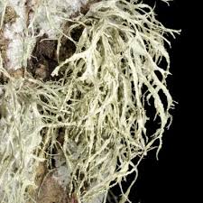 Attēlu rezultāti vaicājumam “Ramalina thrausta”