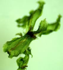 Attēlu rezultāti vaicājumam “Rhizomnium punctatum sporophyte”