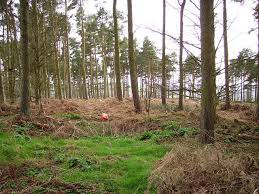 Image result for Roxburgh Reivers Orienteering Club
