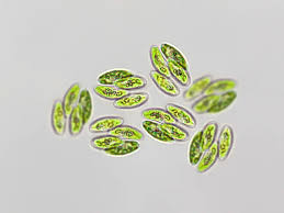 Attēlu rezultāti vaicājumam “Chlorophyta”