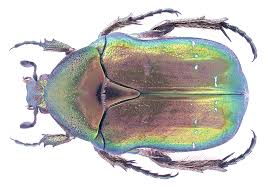 Attēlu rezultāti vaicājumam “Cetonia aurata”