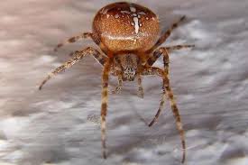 Attēlu rezultāti vaicājumam “Araneus diadematus female”