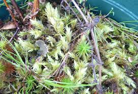 Attēlu rezultāti vaicājumam “Aulacomnium”