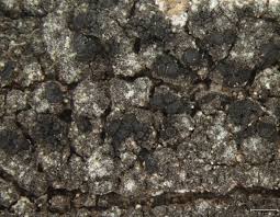 Attēlu rezultāti vaicājumam “Hertelidea botryosa”