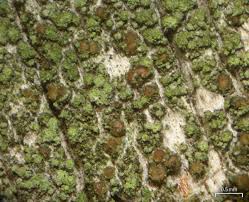 Attēlu rezultāti vaicājumam “Trapeliopsis flexuosa”