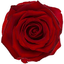 Image result for Red Rose Cc