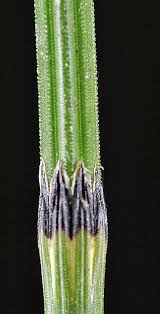 Attēlu rezultāti vaicājumam “Equisetum variegatum”