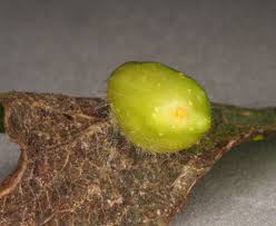 Attēlu rezultāti vaicājumam “Euura brevicornis”