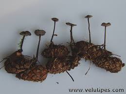 Attēlu rezultāti vaicājumam “Physarum auriscalpium young”