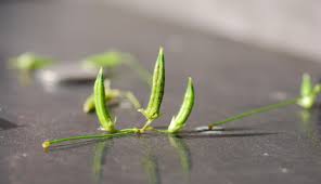 Attēlu rezultāti vaicājumam “Oxalis corniculata fruit”