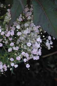 Attēlu rezultāti vaicājumam “Gypsophila paniculata”