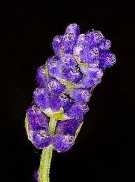 Attēlu rezultāti vaicājumam “Lavandula angustifolia flower”
