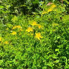Image result for Hypericum perforatum