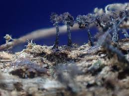 Attēlu rezultāti vaicājumam “Collaria rubens”