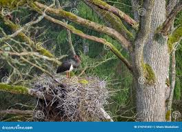Attēlu rezultāti vaicājumam “Ciconia nigra nest”